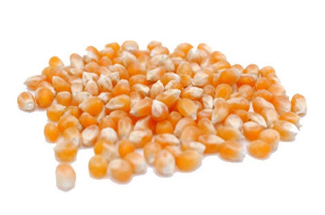 Mushroom Popcorn Kernels
Non-GMO Largest Expansion Rate of Any Kernel